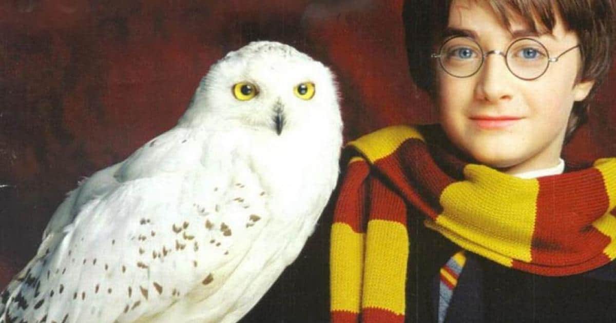 La Chouette dans Harry Potter à travers les Films